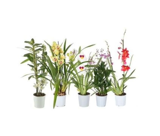 ORCHIDEE 2BR VARIEE