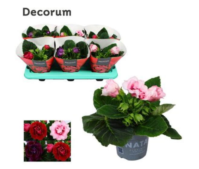 GLOXINIA SONATA
