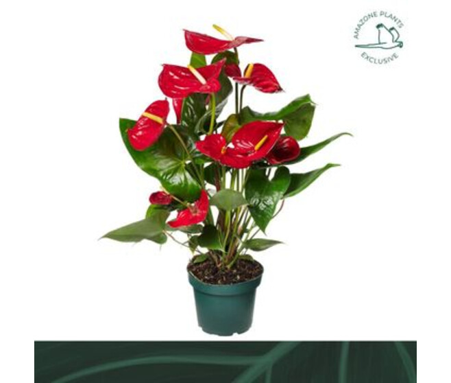 ANTHURIUM ANDREANUM NEVADA ROUGE