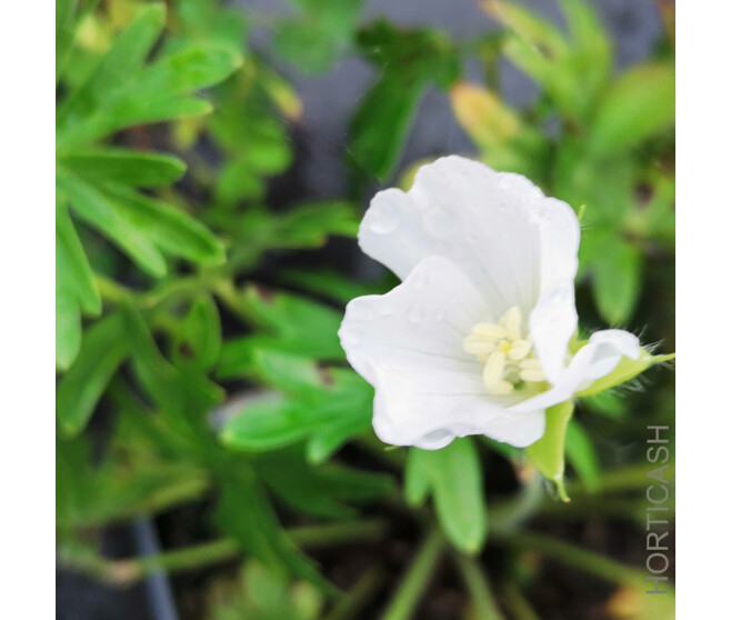 GERANIUM SANGUINEUM ALBUM