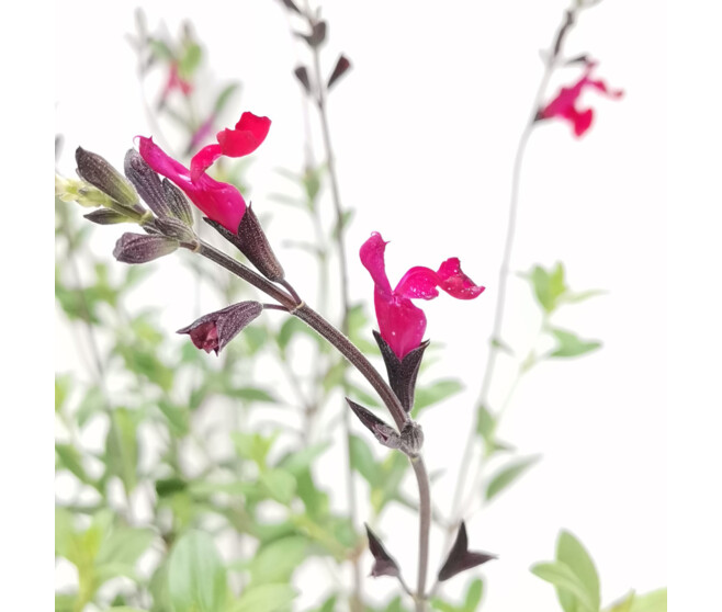 SAUGE MICROPHYLLA ROSE FONCE