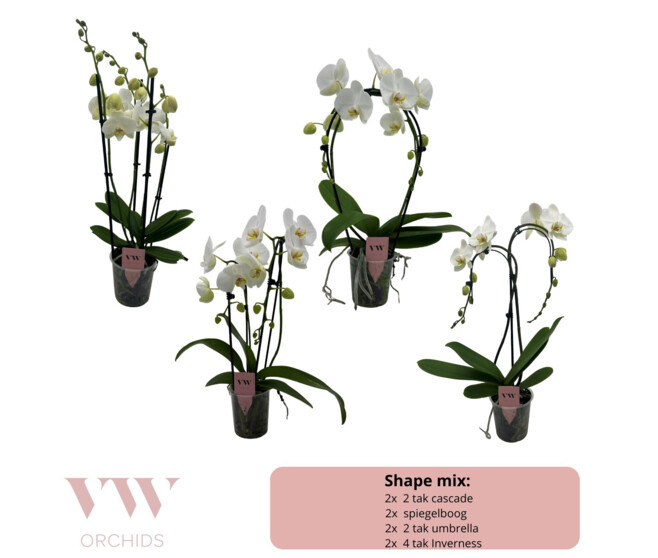 PHALAENOPSIS 2BR BLANC FORME VARIEE