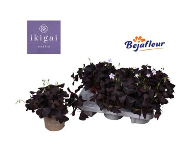 OXALIS TRIANGULARIS