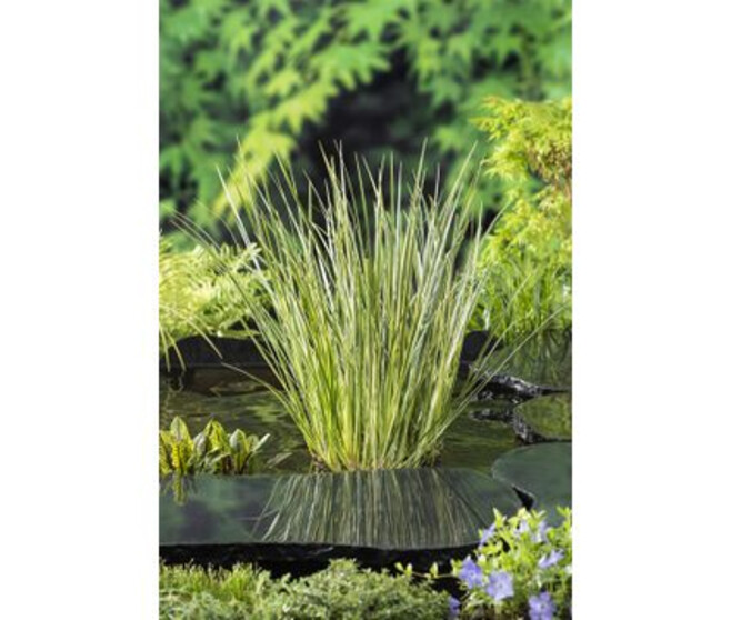 ACORUS CALAMUS
