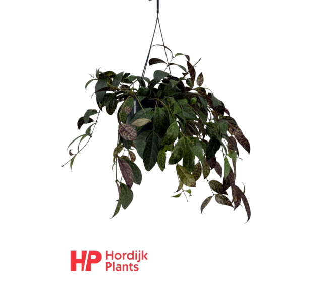 AESCHYNANTUS MARMORATUS SUSP