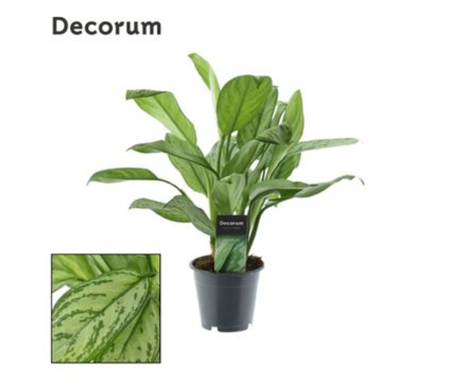 AGLAONEMA MARIA CHRISTINA