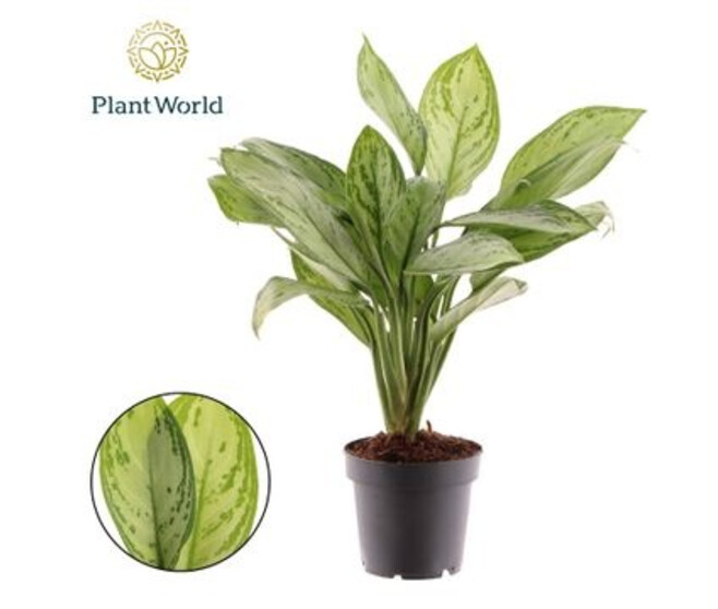 AGLAONEMA MARIA CHRISTINA