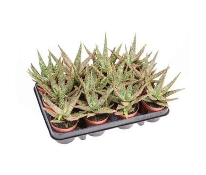 ALOE VITRO