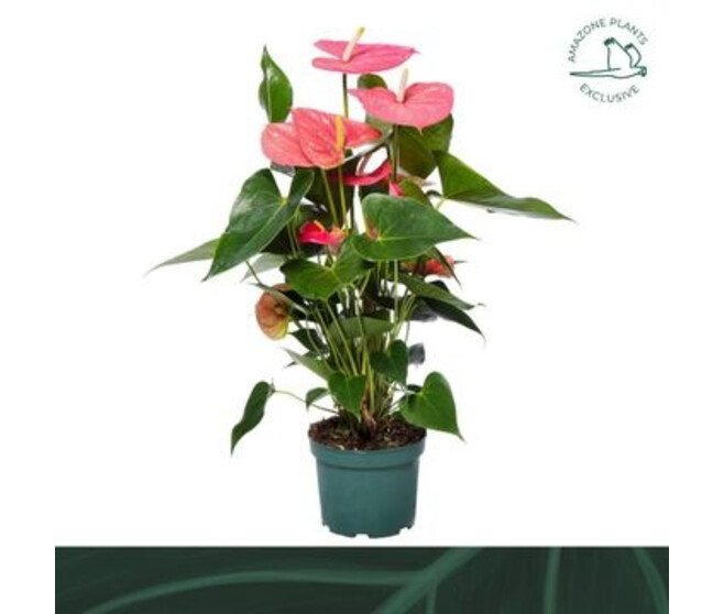 ANTHURIUM ANDREANUM COLORADO ROSE