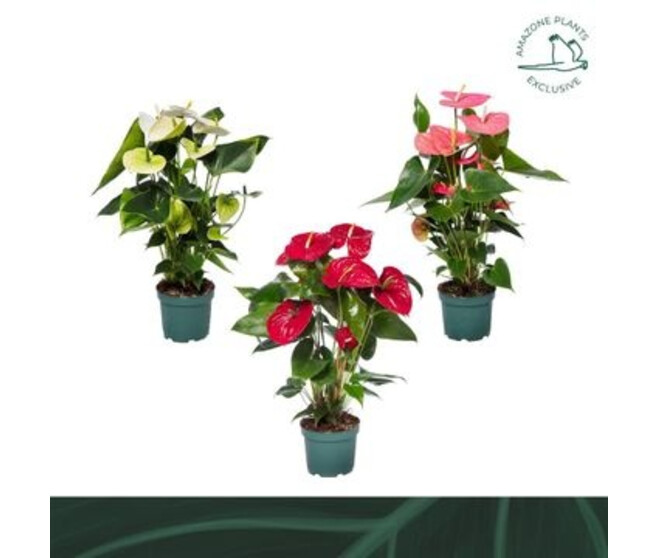 ANTHURIUM ANDREANUM VARIE