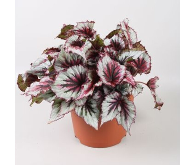 BEGONIA BELEAF EVENING GLOW