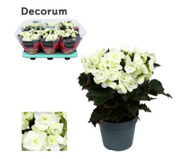 BEGONIA JOY WHITE
