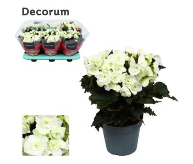 BEGONIA JOY WHITE