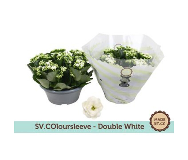 KALANCHOE FL DBLE BLANC COUPE
