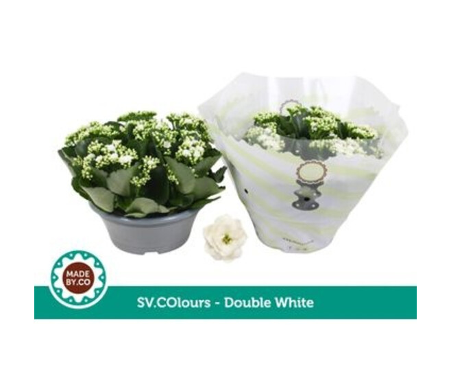 KALANCHOE FL DBLE BLANC COUPE