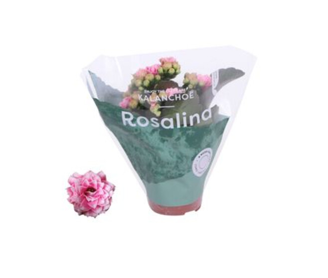 KALANCHOE FL DBLE 2COULEURS