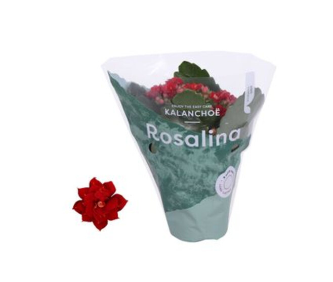 KALANCHOE FL DBLE ROUGE