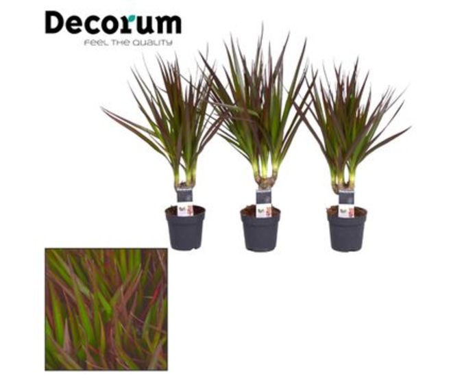 DRACAENA MAGENTA TIGE