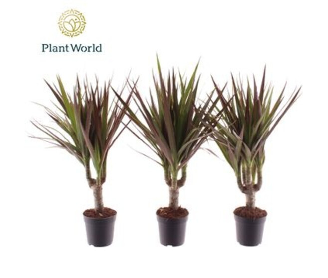 DRACAENA MAGENTA TIGE