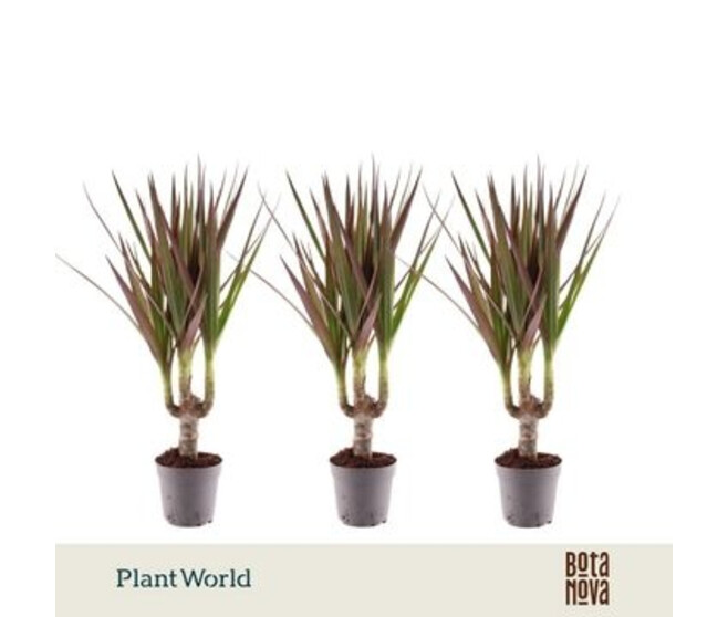 DRACAENA MAGENTA TIGE