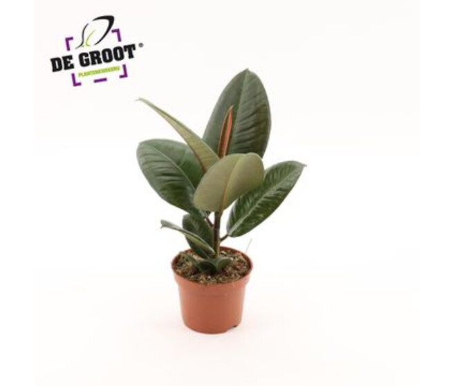FICUS ROBUSTA