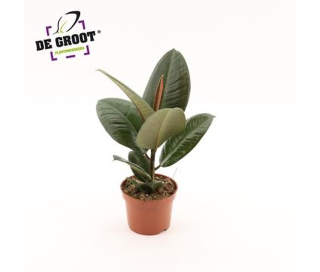 FICUS ROBUSTA