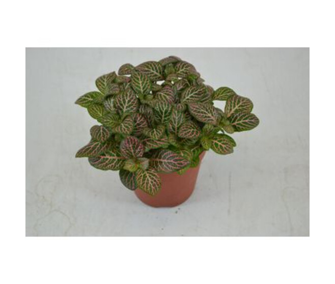 FITTONIA MISTRAL
