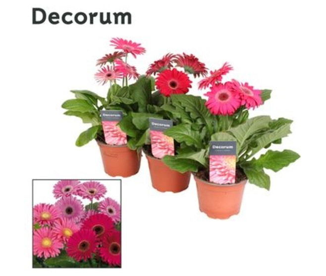 GERBERA MAUVE