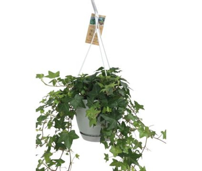 HEDERA VERT SUSP