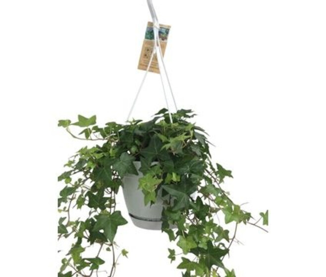 HEDERA VERT SUSP