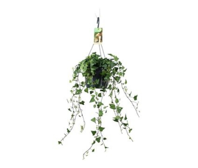 HEDERA VERT SUSP