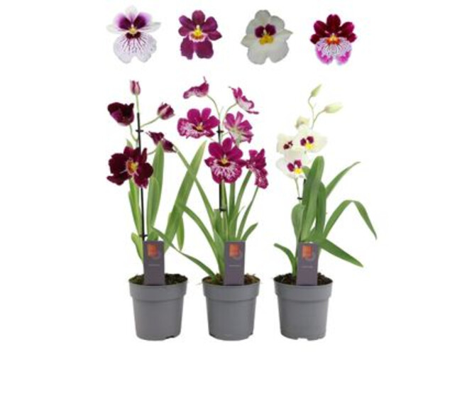 MILTONIA 1BR VARIE