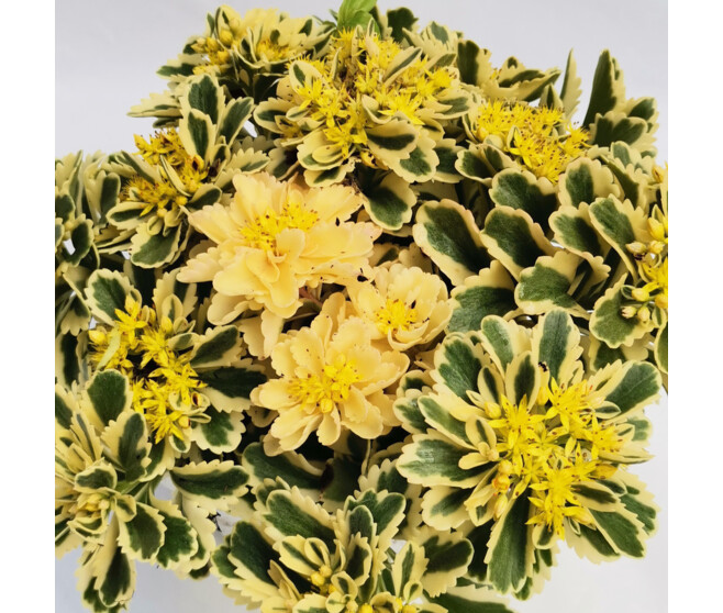 SEDUM TAKESIMENSE ATLANTIS