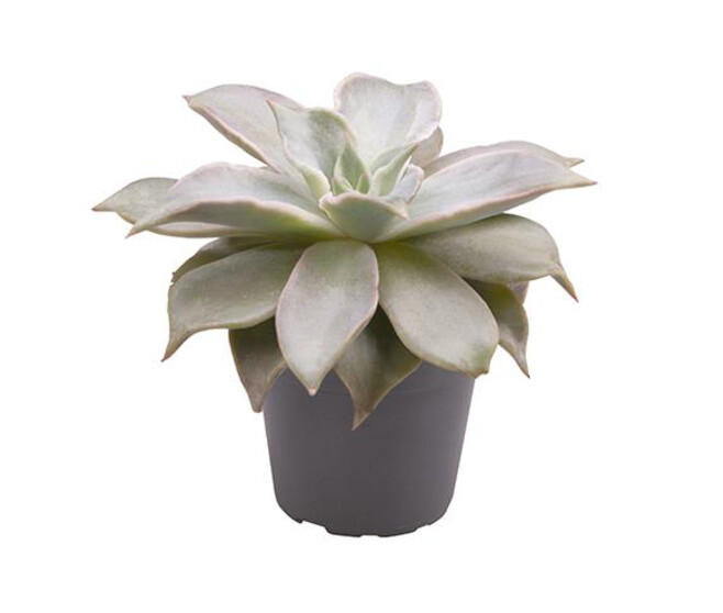 ECHEVERIA MADIBA