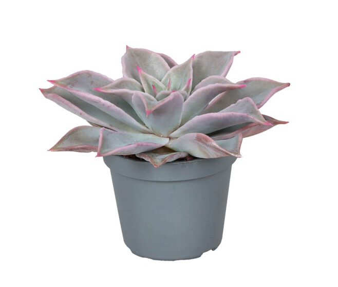 ECHEVERIA MADIBA