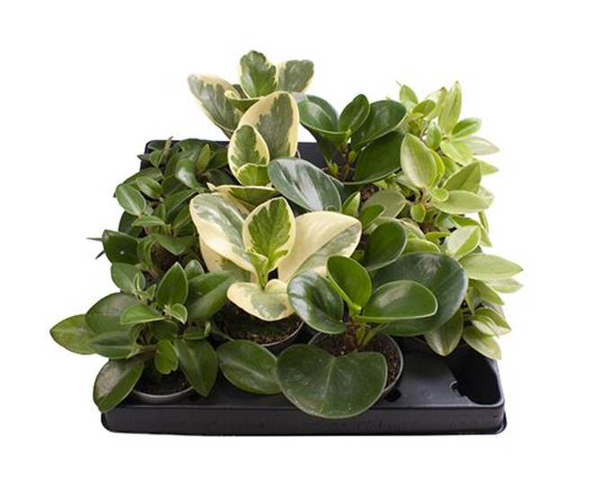 PEPEROMIA OBTUSIFOLIA