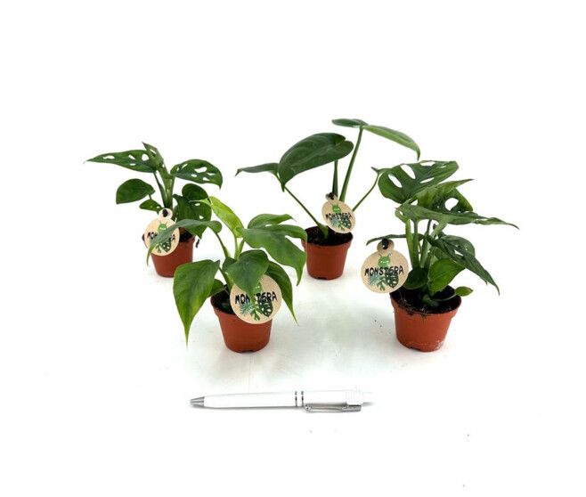 PHILODENDRON MONSTERA