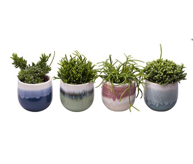 RHIPSALIS CERAM