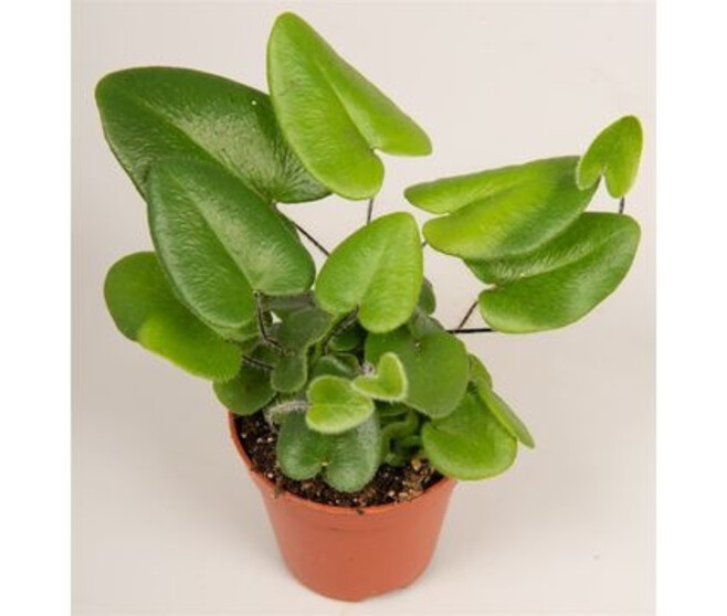 HEMIONITIS ARIFOLIA