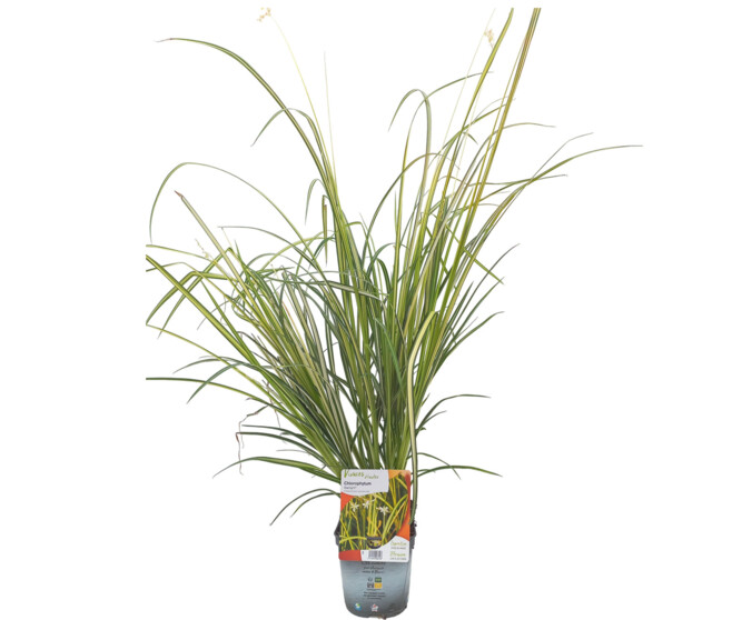 ANTHERICUM SAUNDERISIAE