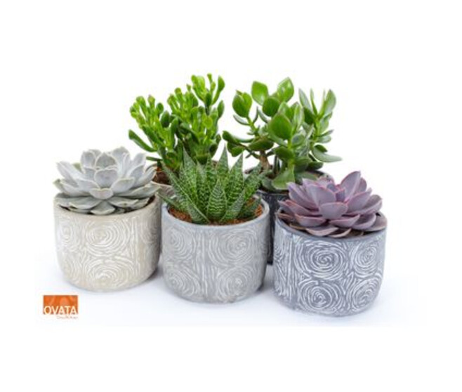 SUCCULENTE VARIEE CERAM