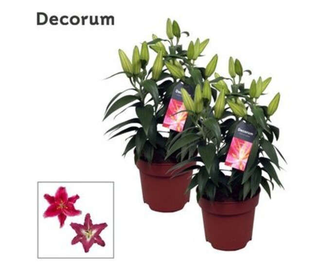 LILIUM 3PP VARIES