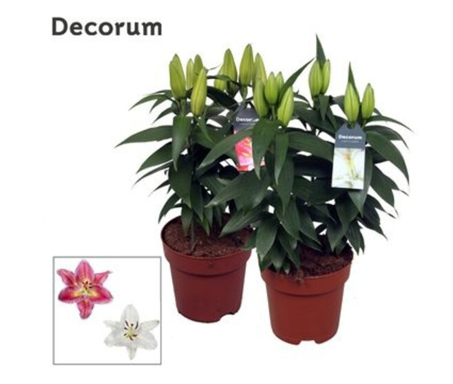 LILIUM 3PP VARIES