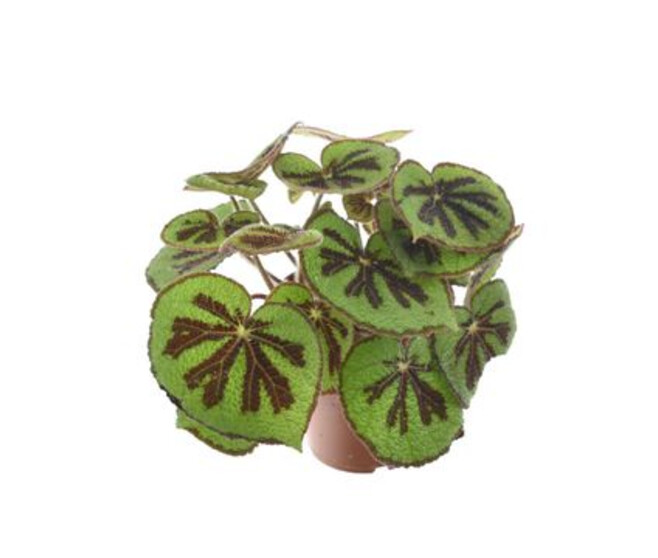 BEGONIA MASONIANA MOUNTAIN