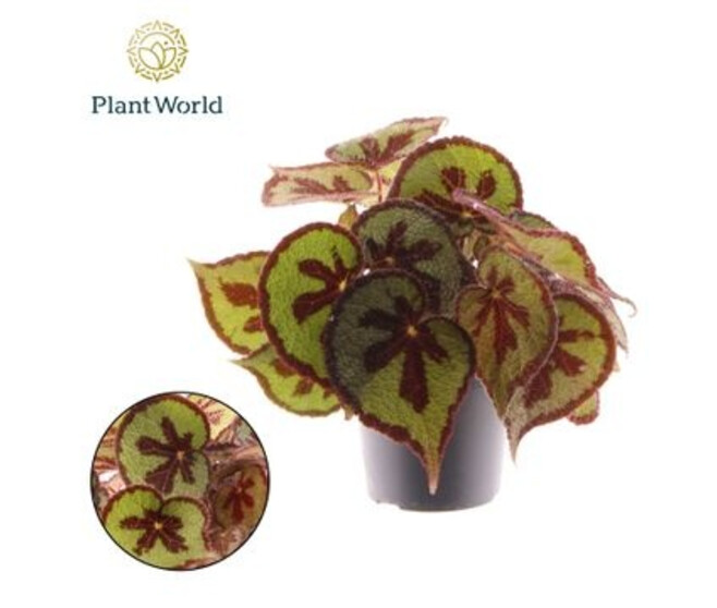 BEGONIA MASONIANA MOUNTAIN