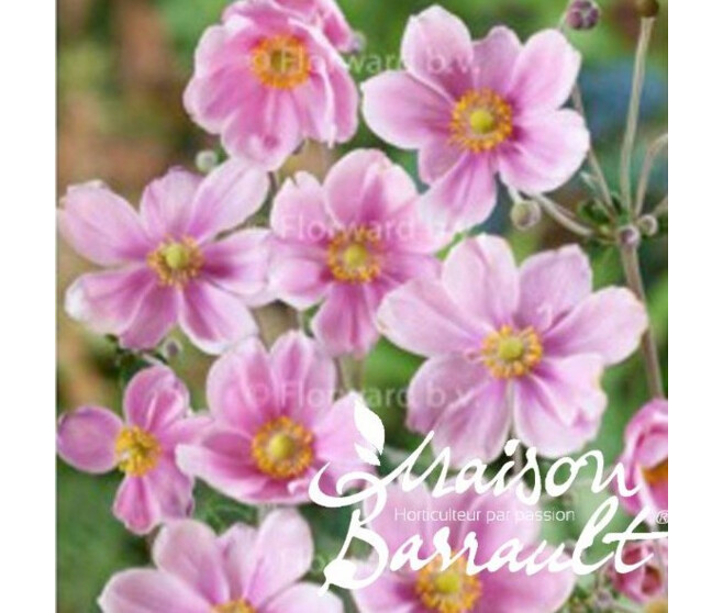 ANEMONE HYB LORELEY