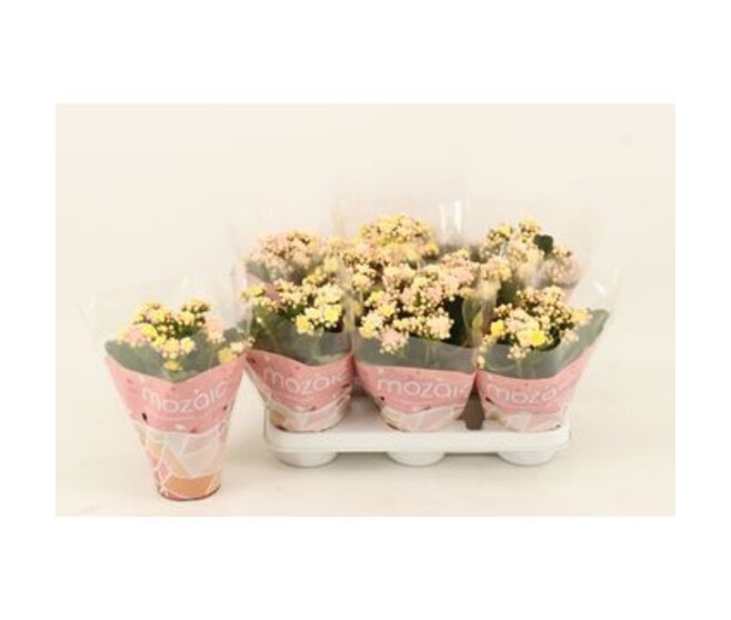 KALANCHOE 3COULEURS MOZAIC