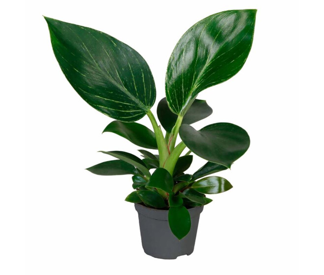PHILODENDRON SELLOUM WHITE MEASUR