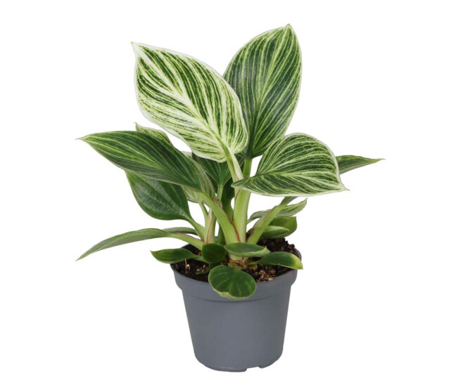 PHILODENDRON SELLOUM WHITE MEASUR