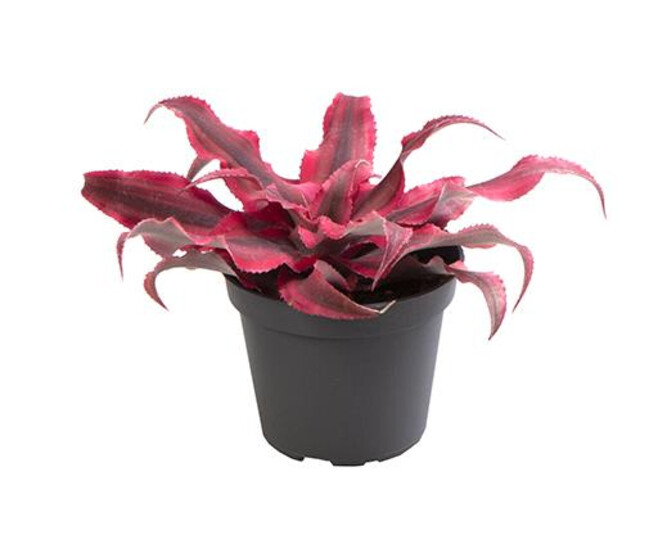 CRYPTANTHUS BIVITTATUS PINK STAR